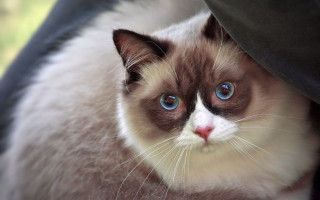Cat blue eyes hiding under - serious free wallpaper for desktop