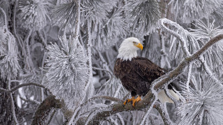 Bald eagle ice frost majesty - a branch of a tree free wallpaper