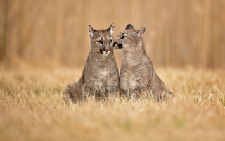 Cougar pair tallgrass outdoor nature - young free wallpaper
