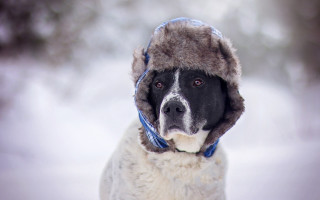 Dog hat snow scarf winter - its neck free wallpaper