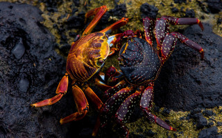 Crab yellow red shell rock - a crab free wallpaper