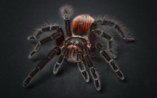 Red spider closeup black background - full body portrait free wallpaper