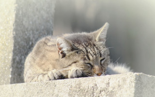 Cat sleeping ledge blurry beach - canon 5 0 mm free wallpaper