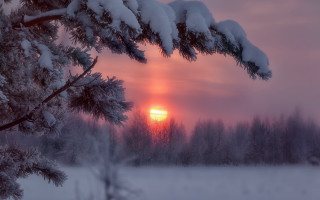 Sunset snowy branch pink sky - andrey ryabovichev free wallpaper