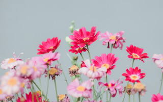Pink yellow flowers vase blurry - a vase free wallpaper