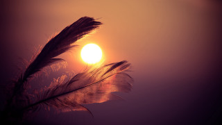 Feather sunset moonlight raytrace baretree - radiant free wallpaper