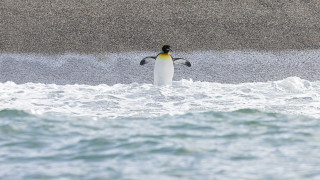 Penguin spread wings water ecological - its head above the waters surface free wallpaper