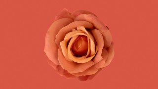 Orange rose red pink generative - single free wallpaper