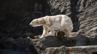 Polar bear rock tilt shift - a polar bear free wallpaper