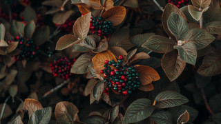 Bush berries leaves butterflies bee 2 - growing free wallpaper