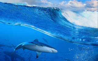 Shark ocean clouds wave beach - a shark swimming in the ocean free wallpaper