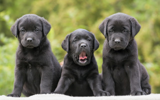 Black lab puppies blurry outdoors - their eye free wallpaper