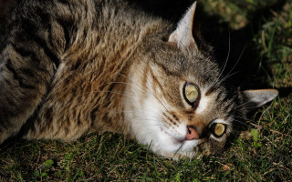 Curious cat on grass outdoor - curious free wallpaper