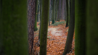 Forest path leaves trees shallow - a path free wallpaper