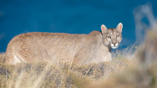 Mountain lion grass water bushes - a mountain lion free wallpaper