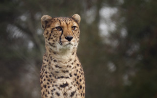 Cheetah rock focus blurry background - farid mansour free wallpaper