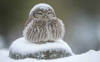 Small owl snow rock blurry - a small owl free wallpaper