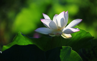 White flower green leaves blurry 2 - chang daichien free wallpaper