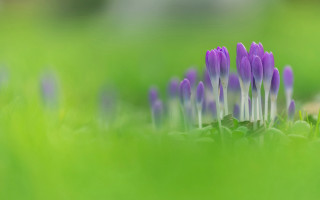 Purple flower macro grass nature - naturalism free wallpaper