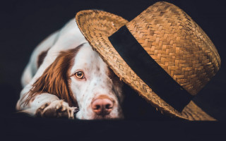Dog straw hat laying head - its head on free wallpaper