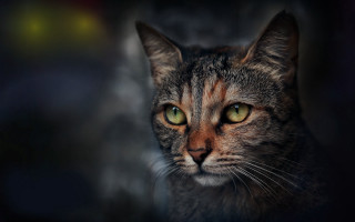 Cat green eyes heterochromia looking - a portrait free wallpaper