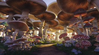 Mushrooms forest path psychedelic plant - psychedelic free wallpaper