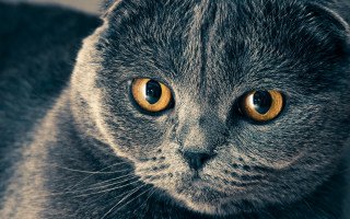 Cat yellow eyes serious macro - a close up of a cat free wallpaper
