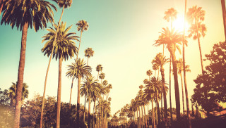 Palm tree lined street sunshine - palm tree free wallpaper