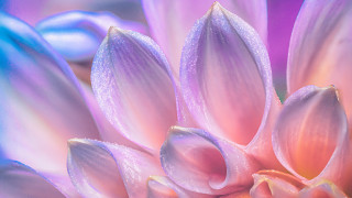 Flower water droplets blue pink - a pink center free wallpaper
