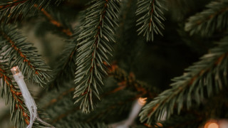 Christmas ornament bokeh forest bamboo - free textures wallpaper