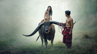 Man woman cow fog ceremony - arthur pan free wallpaper