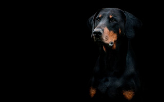 Black brown dog hyperrealism portrait - elke vogelsang free wallpaper