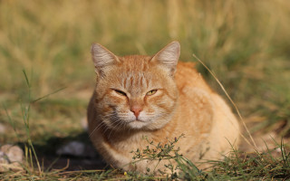 Orange cat sitting in grass - orange free wallpaper