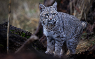 Small gray cat rock woods - a blurry background of grass and trees free wallpaper