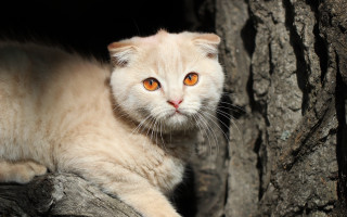 White cat orange eyes tree - a dark area free wallpaper