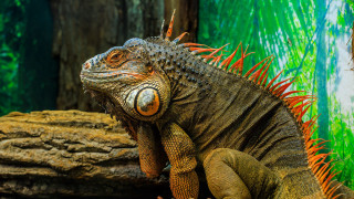Large lizard rock zoo nature - david young cameron free wallpaper