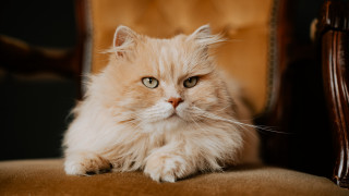 Fluffy cat sitting on chair - regal free wallpaper