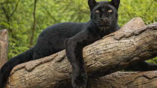 Black cat woods serious puzzle - a black cat free wallpaper