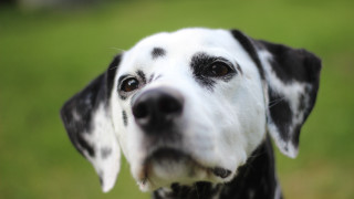 Black white dog nose ring - a black nose and nose ring free wallpaper