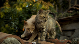 Cats rock wall garden trees - neoplasticism free wallpaper