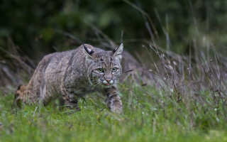 Cat grassy field trees bushes - a grassy field free wallpaper