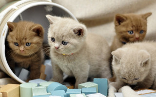 Kittens blanket toy cute adorable - a blanket free wallpaper