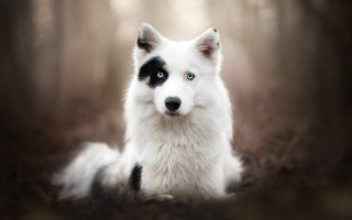 White black dog sitting woods - symmetrical eye free wallpaper