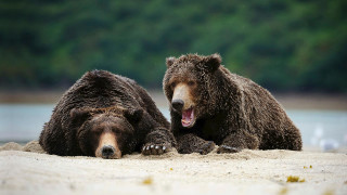 Brown bears yawning beach water - a stock photo free wallpaper