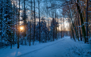 Snowy forest path sunshine winter 2 - the sun free wallpaper