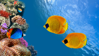 Yellow fish coral reef sponge - underwater free wallpaper