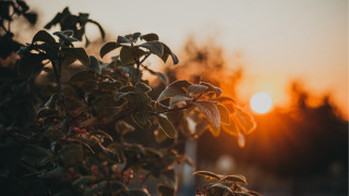 Tree sunset blurry sun lens - a picture free wallpaper