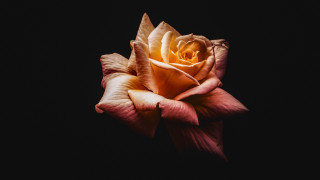 Orange rose dark background neo - single free wallpaper