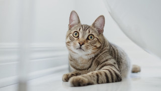 Cat floor up white curtain - optical free wallpaper