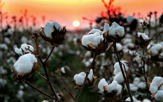 Cotton field sunset red sky - a few cloud free wallpaper